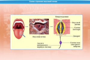 Интерактивные курсы. Биология 10 класс. Базовый. - fgospostavki.ru - Тихорецк