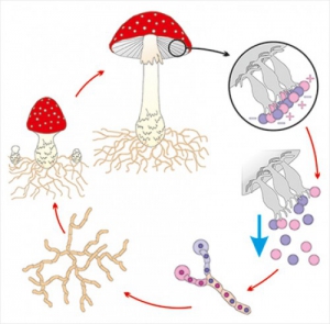 Модель-аппликация Размножение шляпочного гриба - fgospostavki.ru - Тихорецк