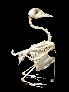 Скелет голубя - fgospostavki.ru - Тихорецк