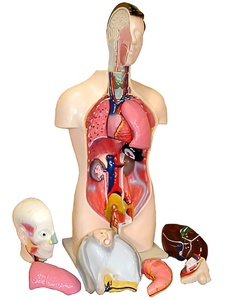 Торс человека разборный (42 см.) - fgospostavki.ru - Тихорецк