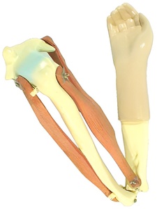 Модель локтевого сустава подвижная - fgospostavki.ru - Тихорецк