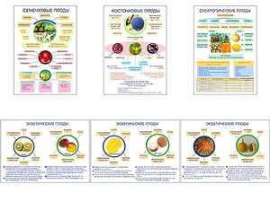Плакаты ПРОФТЕХ "Плоды" (6 пл, винил, 70х100) - fgospostavki.ru - Тихорецк