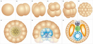 Модель-аппликация Размножение и развитие хордовых - fgospostavki.ru - Тихорецк