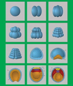 Модель-аппликация "Размножение и развитие хордовых" (набор из 12 карт) - fgospostavki.ru - Тихорецк