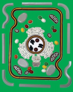 Модель-аппликация "Строение клетки" (набор из 54 пластмассовых фигур) - fgospostavki.ru - Тихорецк