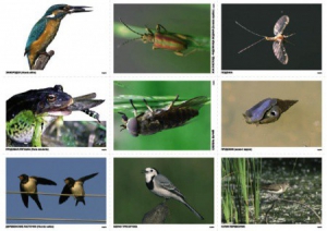 Комплект таблиц Природные зоны России. Сообщества (комплект 18 таблиц) - fgospostavki.ru - Тихорецк