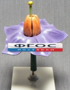 Модель "Цветок картофеля" - fgospostavki.ru - Тихорецк