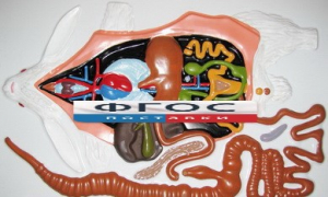 Модель барельефная "Внутреннее строение кролика" - fgospostavki.ru - Тихорецк