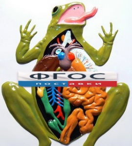 Модель барельефная "Внутреннее строение лягушки" - fgospostavki.ru - Тихорецк