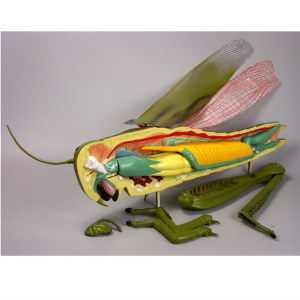 Модель "Кузнечик" - fgospostavki.ru - Тихорецк