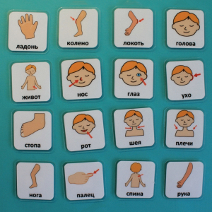 Набор карточек "Части тела" - fgospostavki.ru - Тихорецк