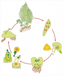 Модель-аппликация Размножение папоротника - fgospostavki.ru - Тихорецк