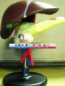 Модель "Печень". Вариант 2 - fgospostavki.ru - Тихорецк