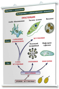 Плакаты по биологии для оформления кабинета. - fgospostavki.ru - Тихорецк