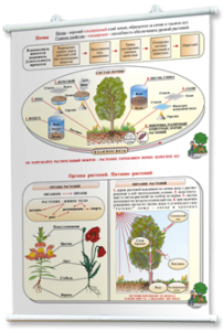 Плакаты по природоведению 2-3 классы. Для оформления кабинета. - fgospostavki.ru - Тихорецк