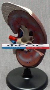 Модель "Почка" (увеличенная) - fgospostavki.ru - Тихорецк