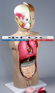 Модель Торс человека 65 сантиметров - fgospostavki.ru - Тихорецк