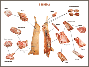 Таблица "Правила разделки мясных туш. Свинина" (100х140 сантиметров. винил) - fgospostavki.ru - Тихорецк