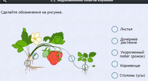 Интерактивные курсы. Биология 7 класс. Расширенный. - fgospostavki.ru - Тихорецк