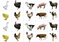 Комплект карточек "Запоминай, играй, считай" - Домашние животные - fgospostavki.ru - Тихорецк