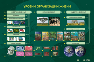 Электрифицированный стенд "Уровни организации жизни" - fgospostavki.ru - Тихорецк