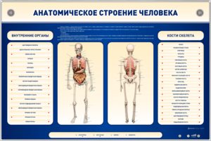 Электрифицированный стенд-тренажер c макетом скелета "Анатомическое строение человека" - fgospostavki.ru - Тихорецк