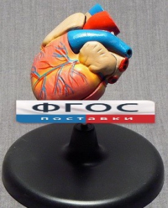 Модель "Сердце" (лабораторная) - fgospostavki.ru - Тихорецк