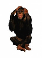 Комплект карточек "Запоминай, играй, считай" - Дикие животные - fgospostavki.ru - Тихорецк