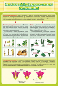Стенд "Способы размножения растений" - fgospostavki.ru - Тихорецк