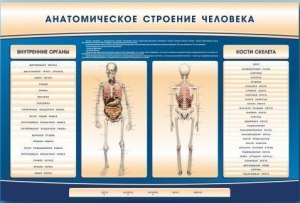 Электрифицированный стенд-тренажер c макетом скелета "Анатомическое строение человека" - fgospostavki.ru - Тихорецк