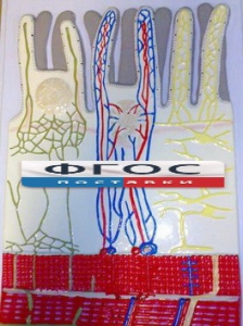 Модель барельефная "Ворсинка кишечная с сосудистым руслом" - fgospostavki.ru - Тихорецк