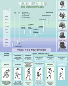 Стенд "Эволюция человека" Вариант 1 - fgospostavki.ru - Тихорецк