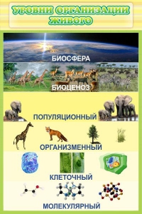 Стенд "Уровни организации живого" - fgospostavki.ru - Тихорецк