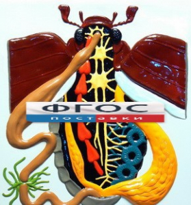 Модель барельефная "Внутреннее строение жука" - fgospostavki.ru - Тихорецк