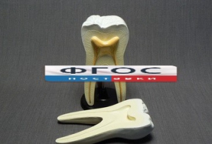 Модель "Строение зуба" - fgospostavki.ru - Тихорецк