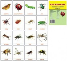 Раздаточные карточки "Насекомые" - fgospostavki.ru - Тихорецк