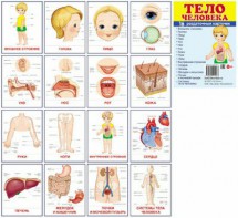 Раздаточные карточки "Тело человека" - fgospostavki.ru - Тихорецк