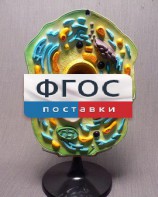 Модель "Клетка растения" - fgospostavki.ru - Тихорецк
