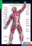 Комплект таблиц. Биология. Строение тела человека. - fgospostavki.ru - Тихорецк