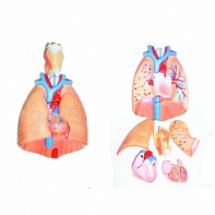 Модель "Система органов дыхания" - fgospostavki.ru - Тихорецк