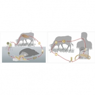 Модель-аппликация Цикл развития бычьего цепня и печеночного сосальщика - fgospostavki.ru - Тихорецк
