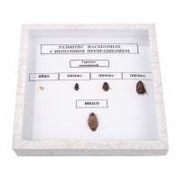 Коллекция "Развитие насекомых с неполным превращением" - fgospostavki.ru - Тихорецк