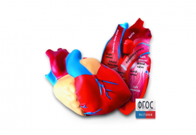 Модель сердца человека (анатомическая) - fgospostavki.ru - Тихорецк