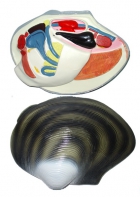 Модель "Беззубка" (двустворчатый моллюск) - fgospostavki.ru - Тихорецк