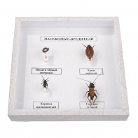 Коллекция энтомологическая "Насекомые вредители" - fgospostavki.ru - Тихорецк