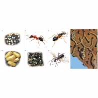 Модель-аппликация Муравьи. Устройство муравейника - fgospostavki.ru - Тихорецк