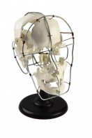 Кости черепа человека смонтированные - fgospostavki.ru - Тихорецк