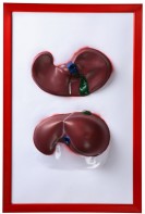 Барельефная модель "Печень" - fgospostavki.ru - Тихорецк