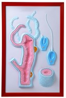 Барельефная модель "Строение гидры" - fgospostavki.ru - Тихорецк