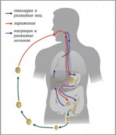 Модель-аппликация Цикл развития аскариды - fgospostavki.ru - Тихорецк